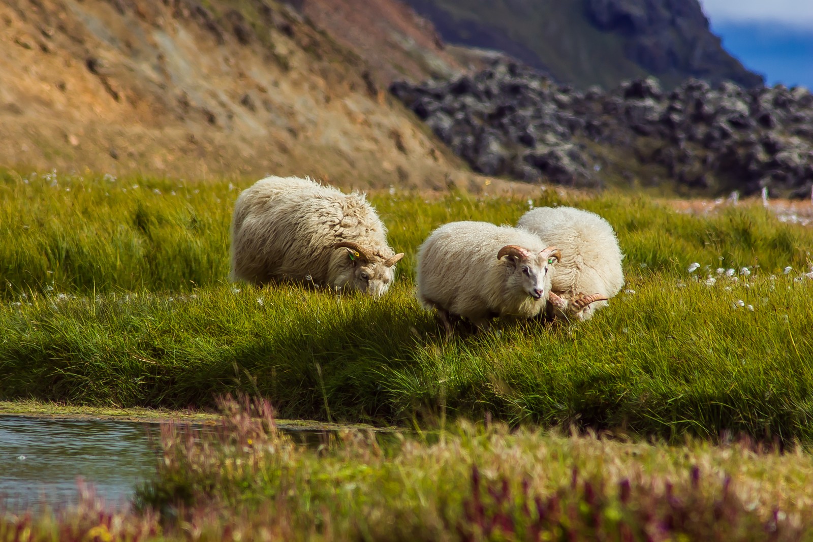 Овцеводство в Исландии