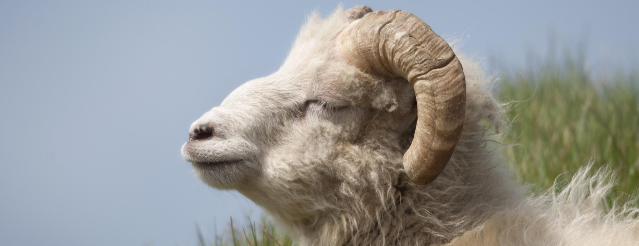 Faeroer Banner Fauna schaap