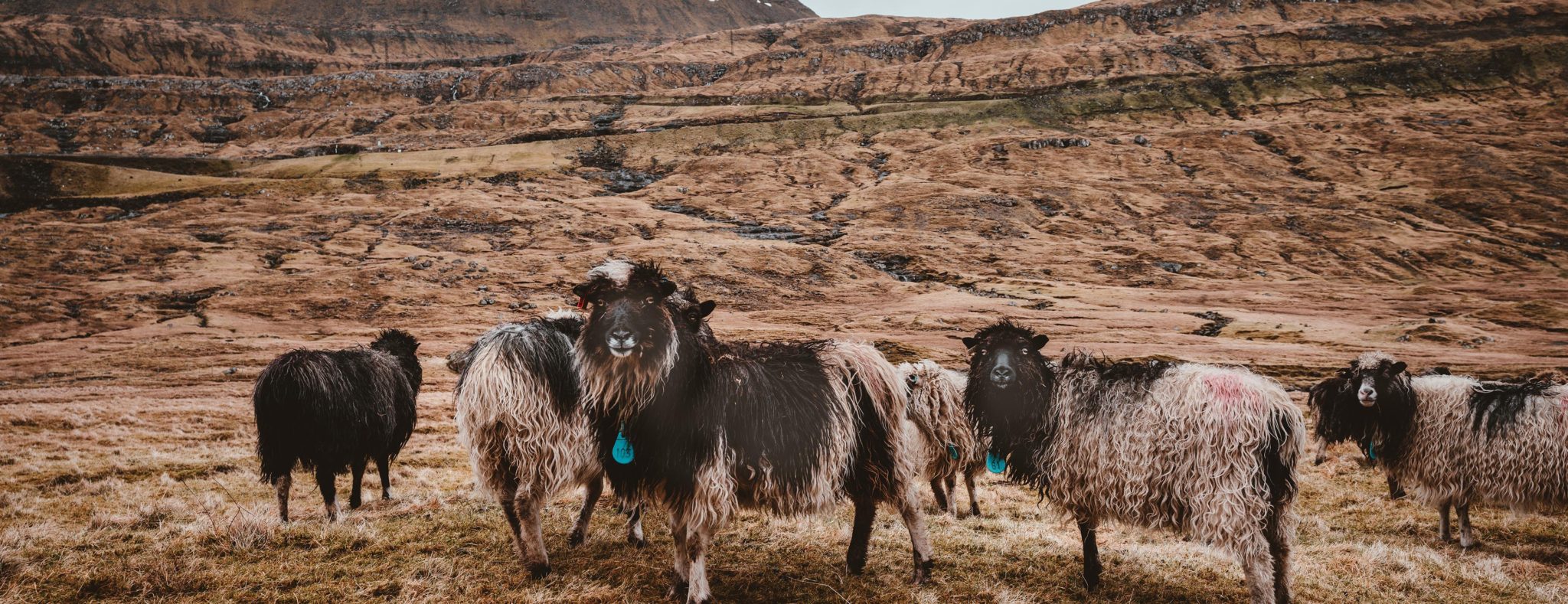 Faeroer flora en fauna schapen