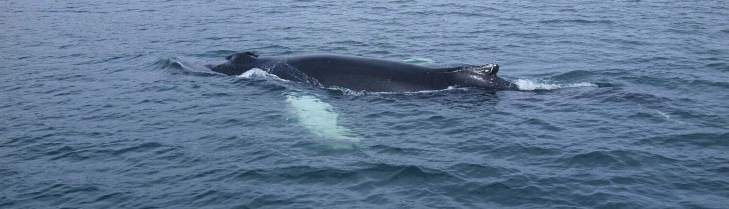 Walvis Noord-IJsland