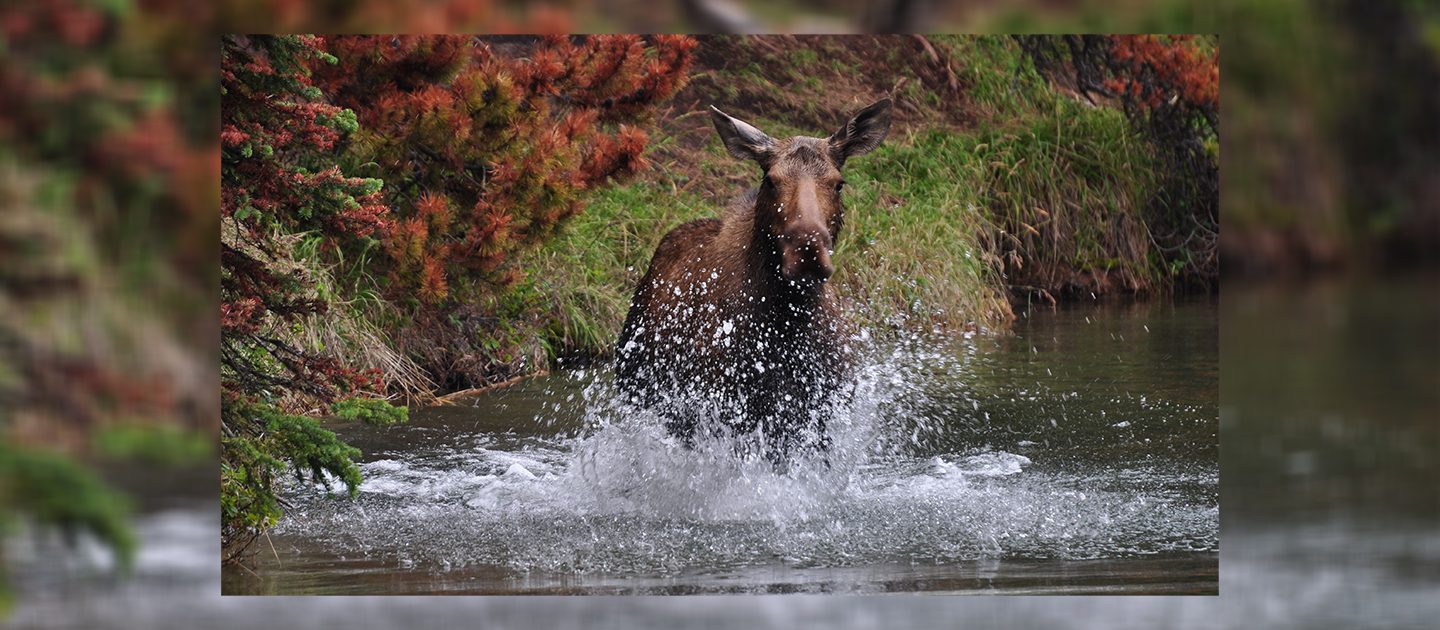 Fotoactie 2018-2019 - Joost-rietveld - moose-jasper-moose-lake-trail