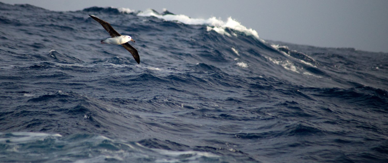 Albatros Antarctica Albatros Antarctica