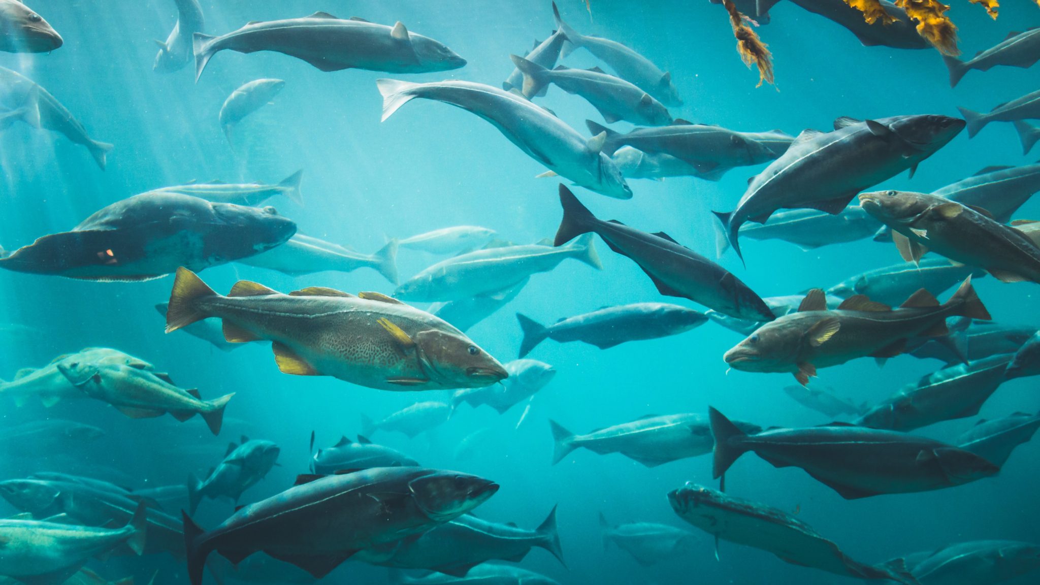 Duurzaamheid voor onze Oceanen