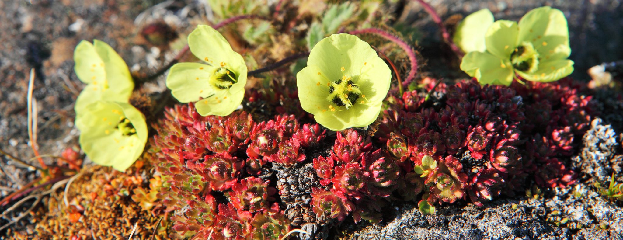 Arctische fauna en vegetatie op Spitsbergen