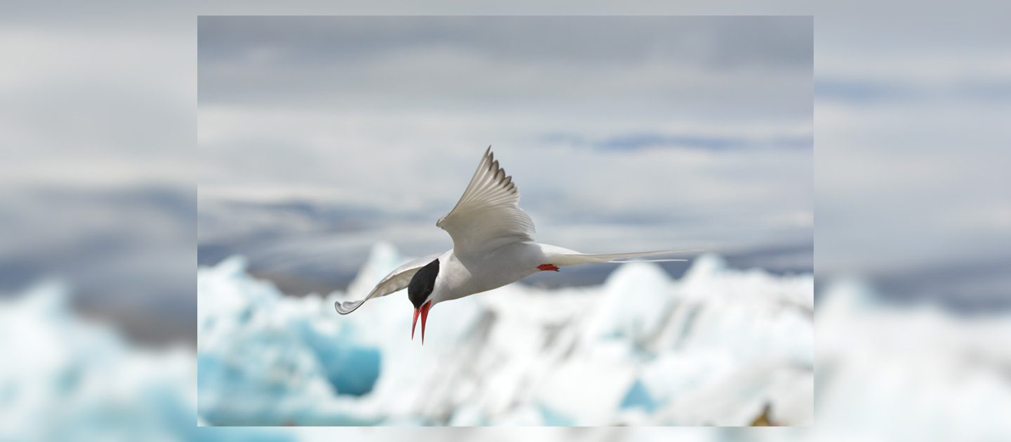 fotoactie 2017-2018 - Kees-Langerak-–-Noordse-Stern-bij-Jökulsárlón - Foto IJsland