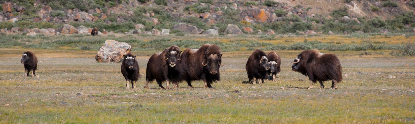 Muskusossen - foto: Dan Bach Kristensen - Visit Greenland