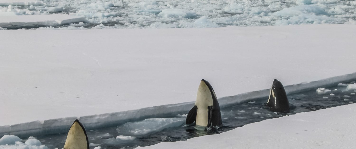 Orka's Antarctica Orka's Antarctica