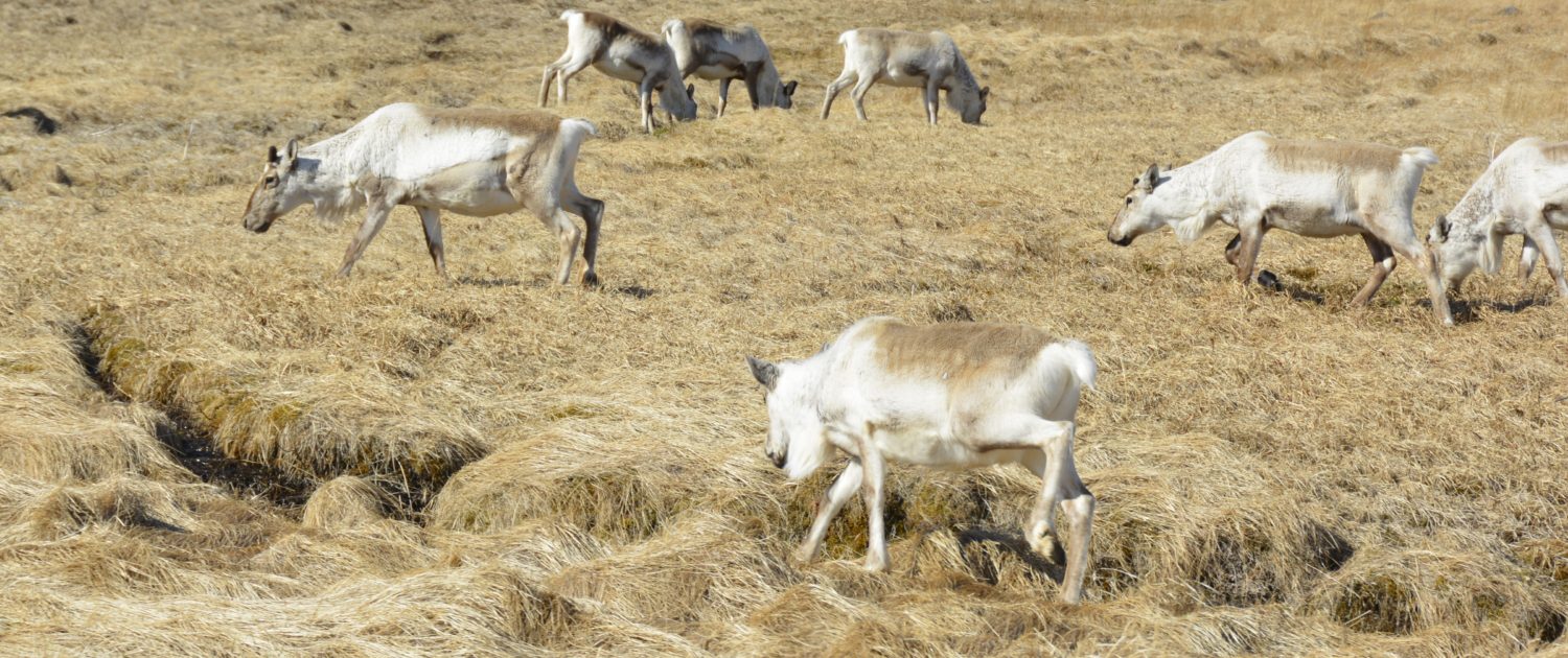 Rendieren Oost-IJsland Rendieren Oost-IJsland