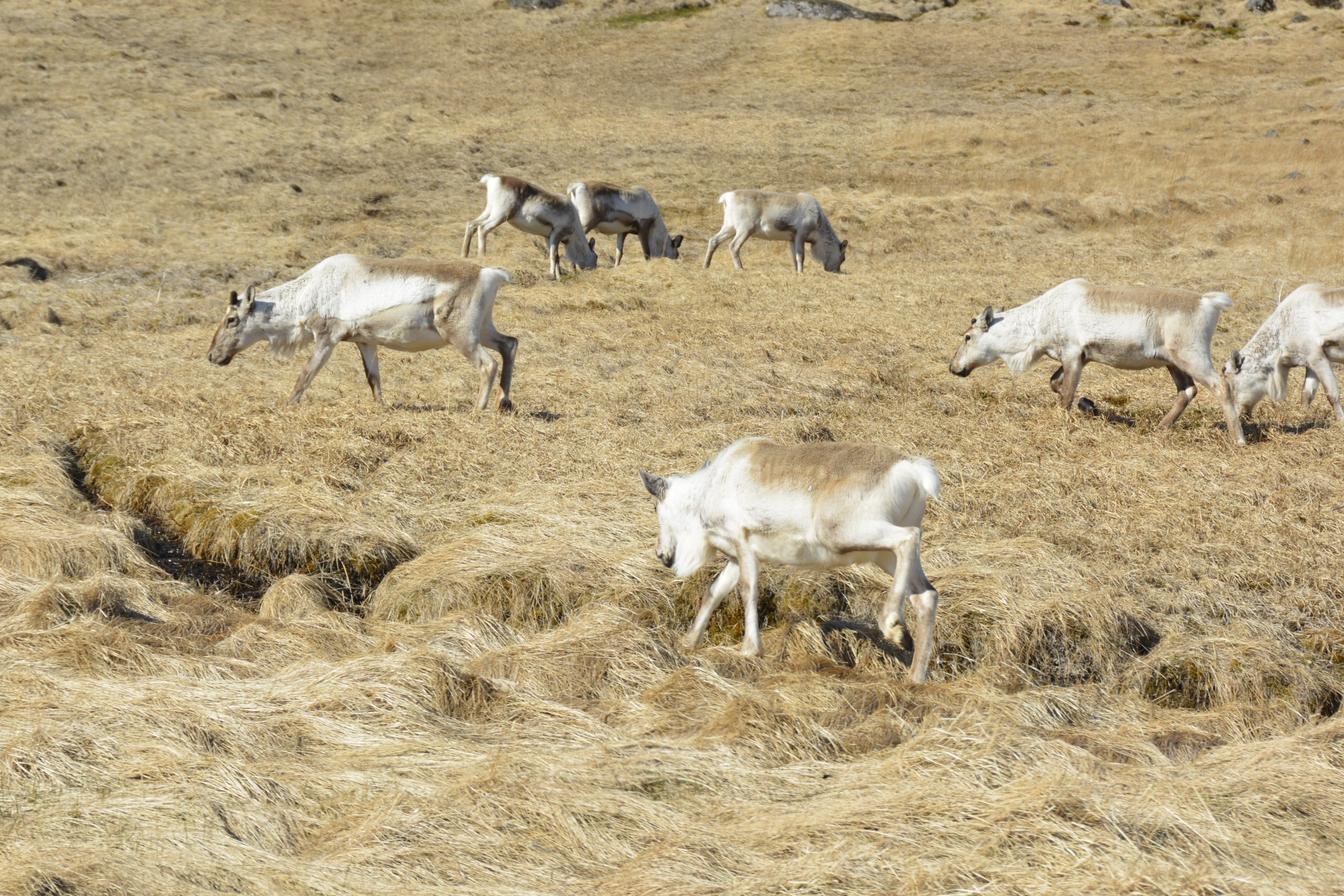 Rendieren Oost-IJsland Rendieren Oost-IJsland