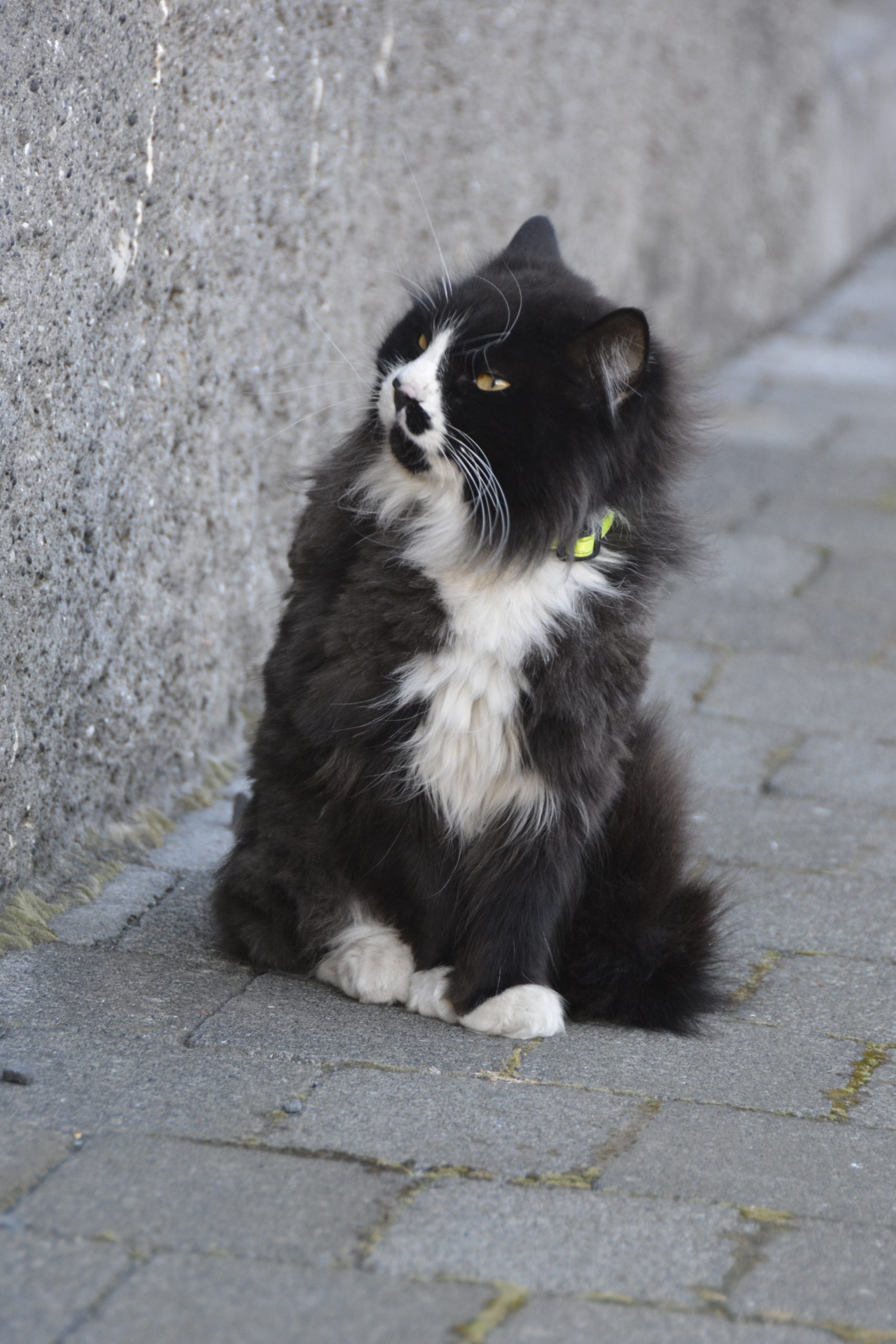 Katze in Reykjavík Katze in Reykjavík