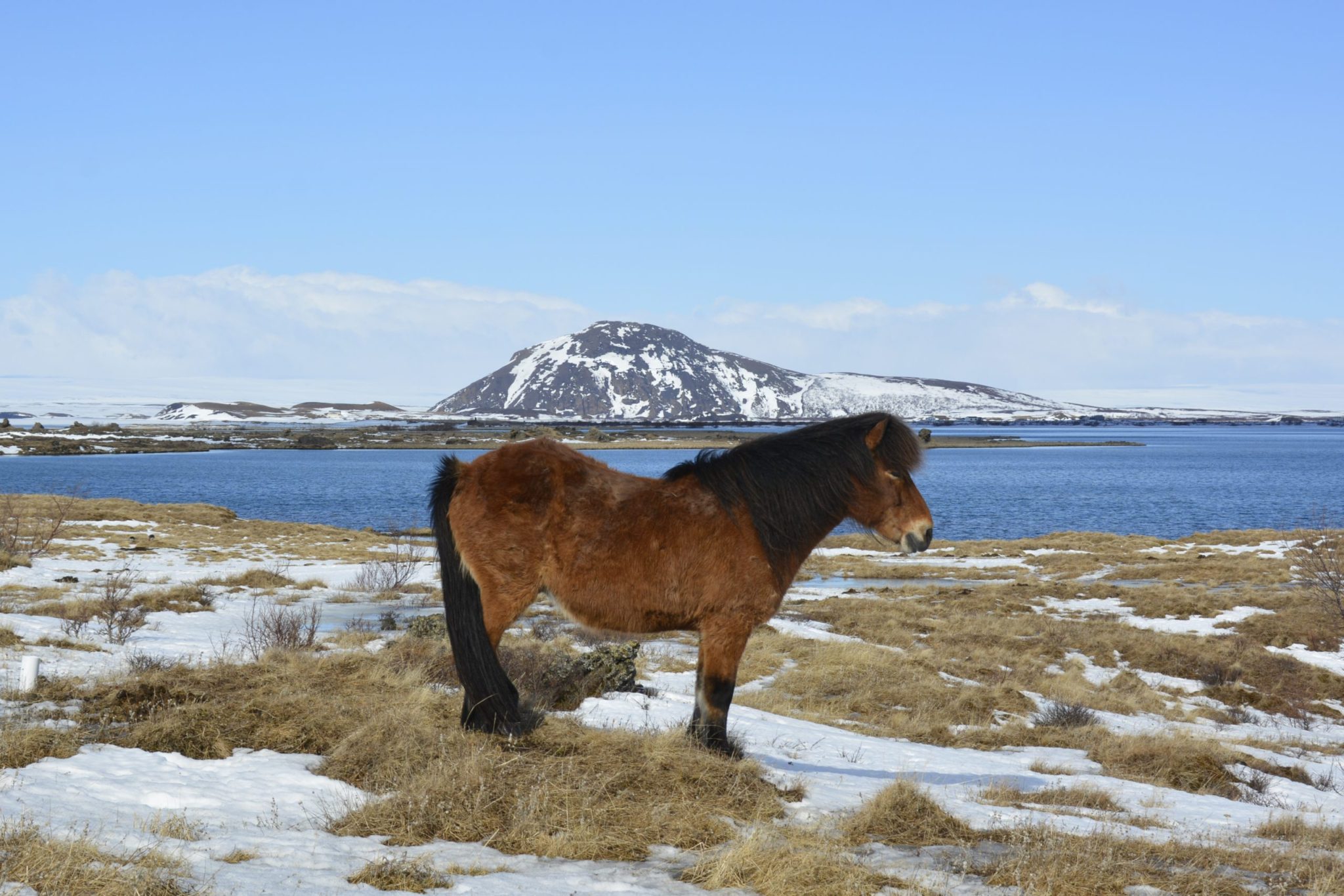 Isländer am Mývatn