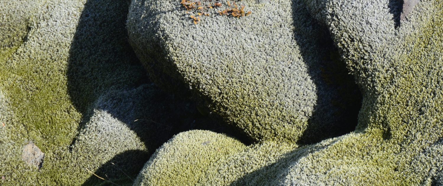 Mos op lava bij Eldhraun Mos op lava bij Eldhraun