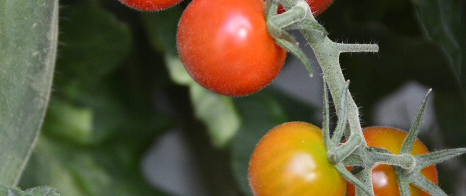 Friðheimar - Tomatenanbau Friðheimar - Tomatenanbau