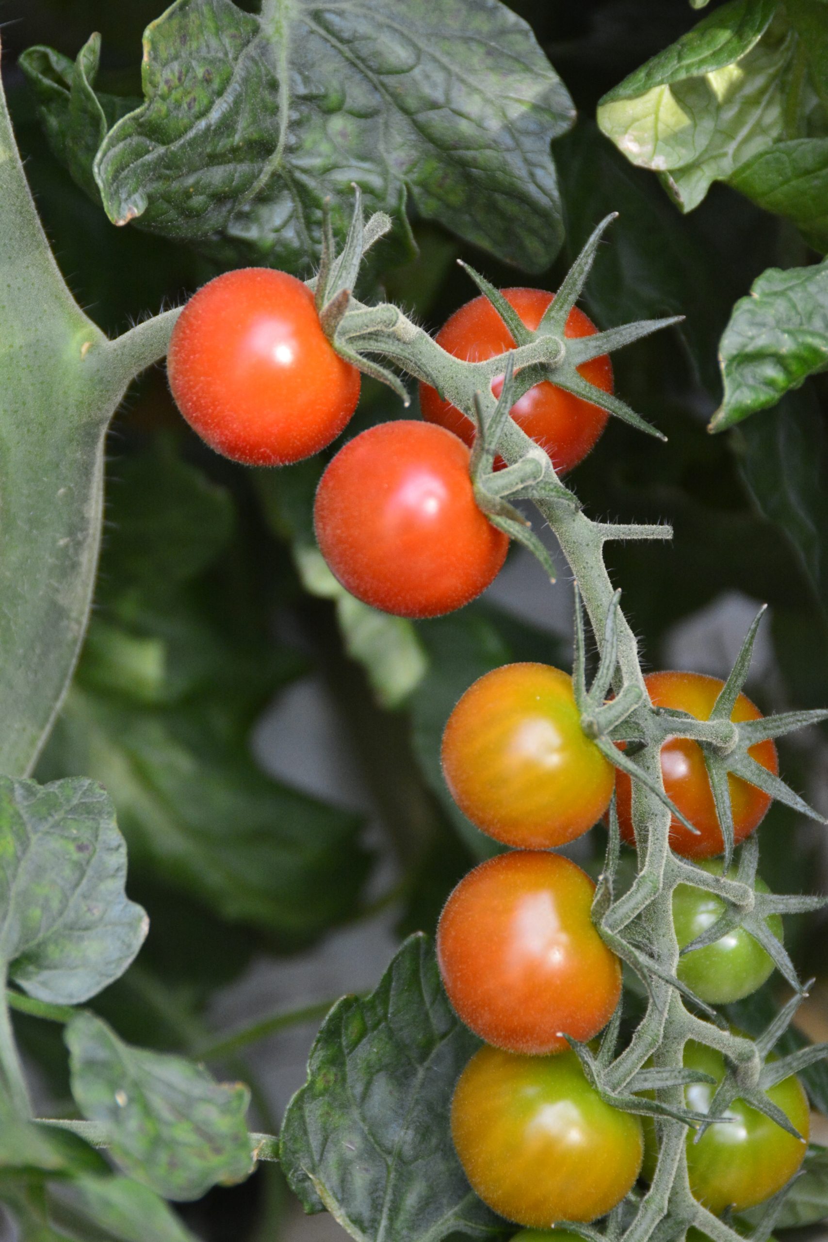 Friðheimar - Tomatenanbau Friðheimar - Tomatenanbau
