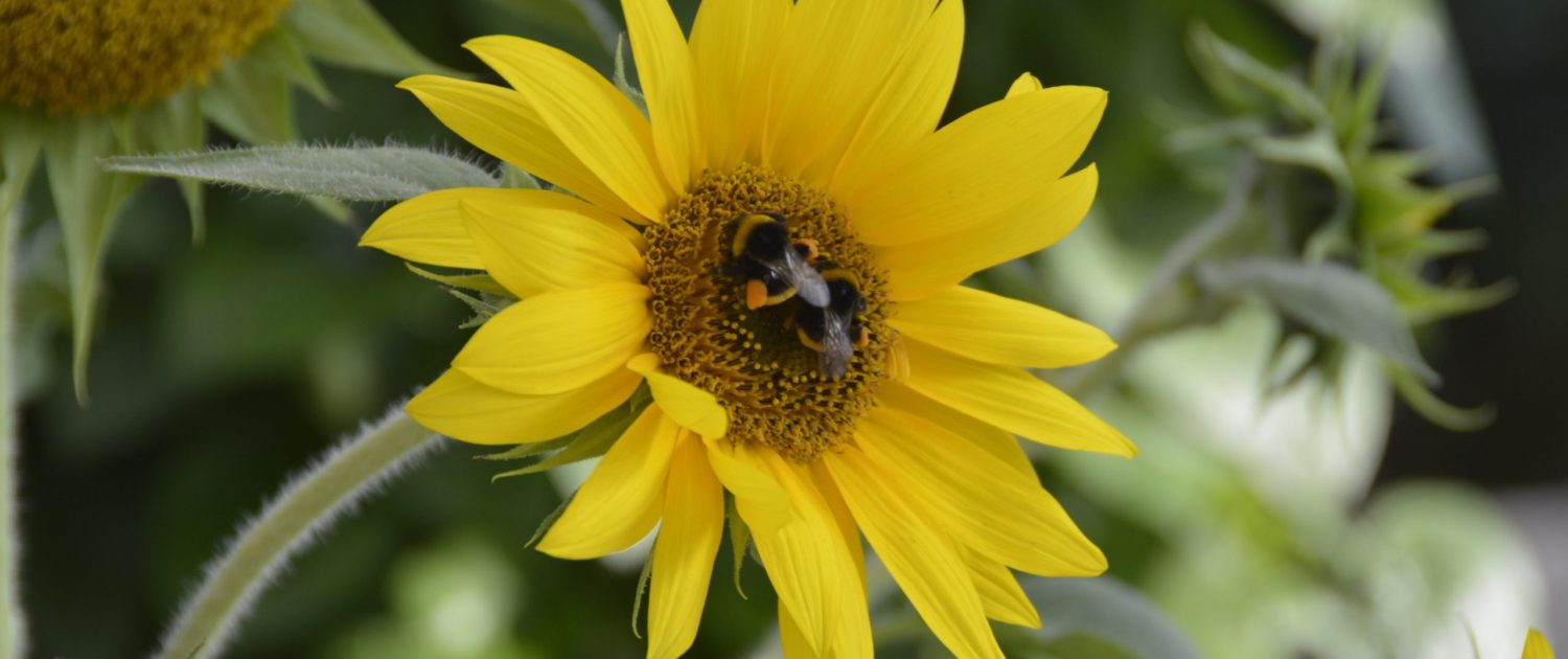 Friðheimar Nederlandse hommel Friðheimar Nederlandse hommel