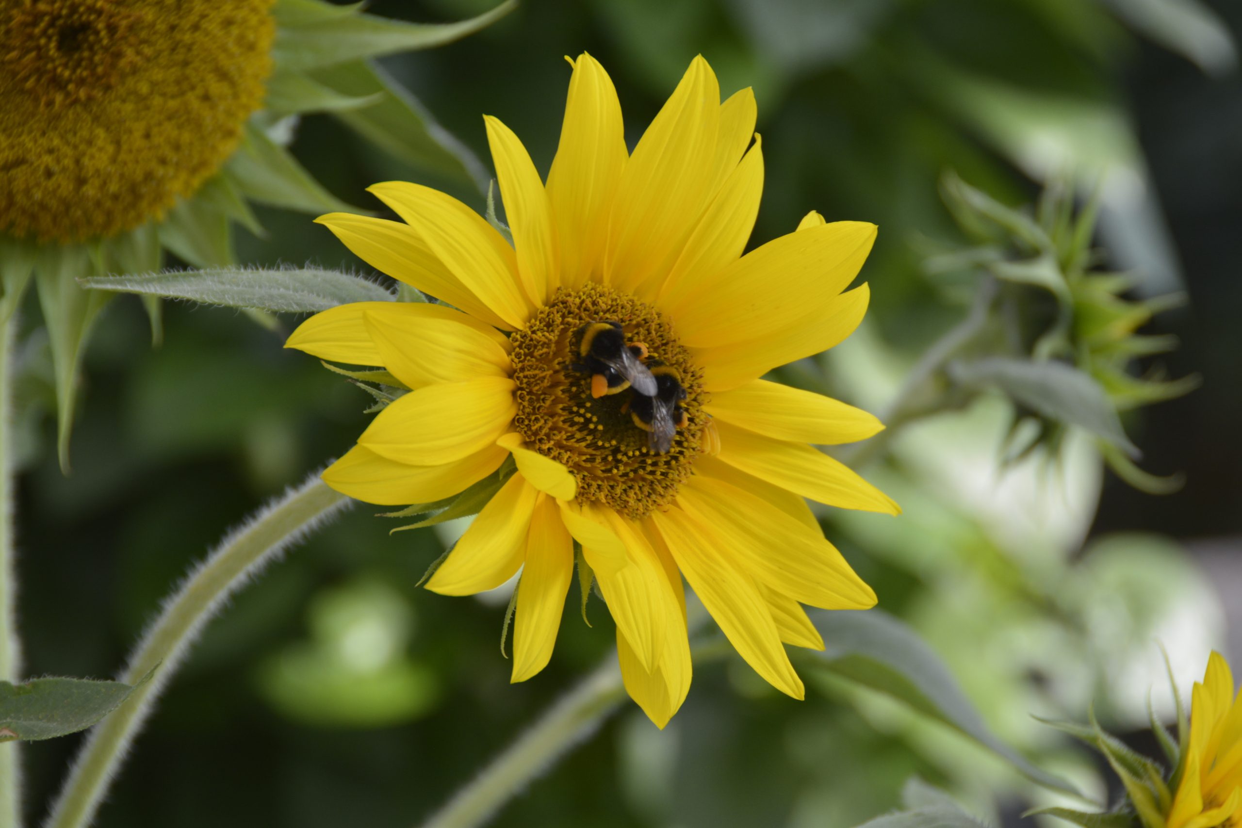 Friðheimar Nederlandse hommel Friðheimar Nederlandse hommel