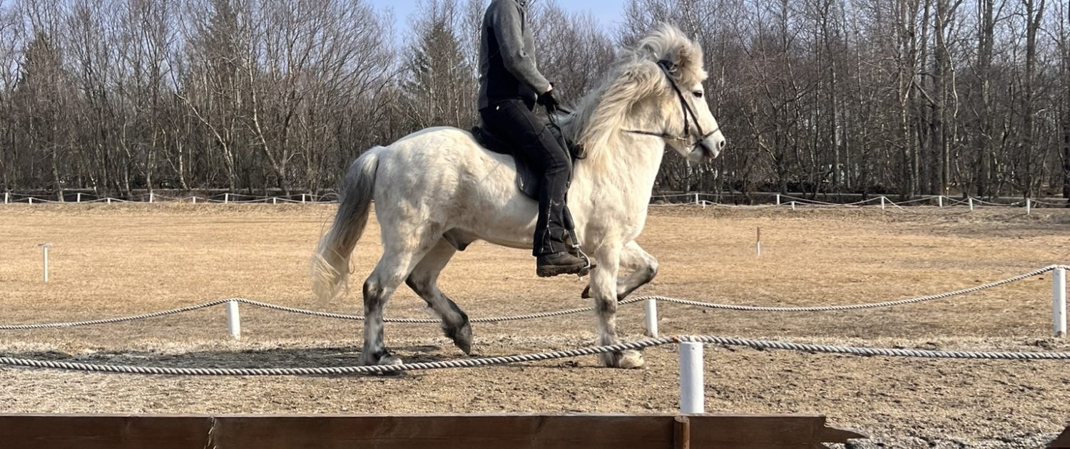 Reiten in Fridheimar Reiten in Fridheimar