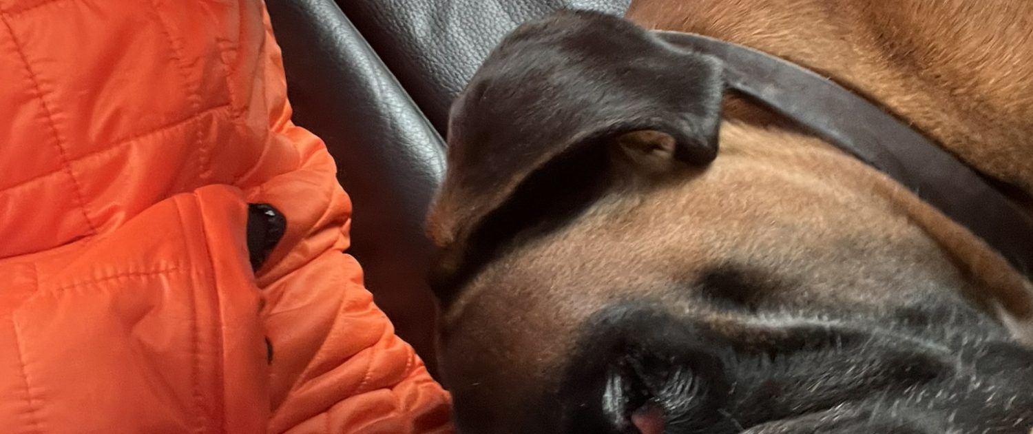 Zu Hause mit Hund Fons Zu Hause mit Hund Fons