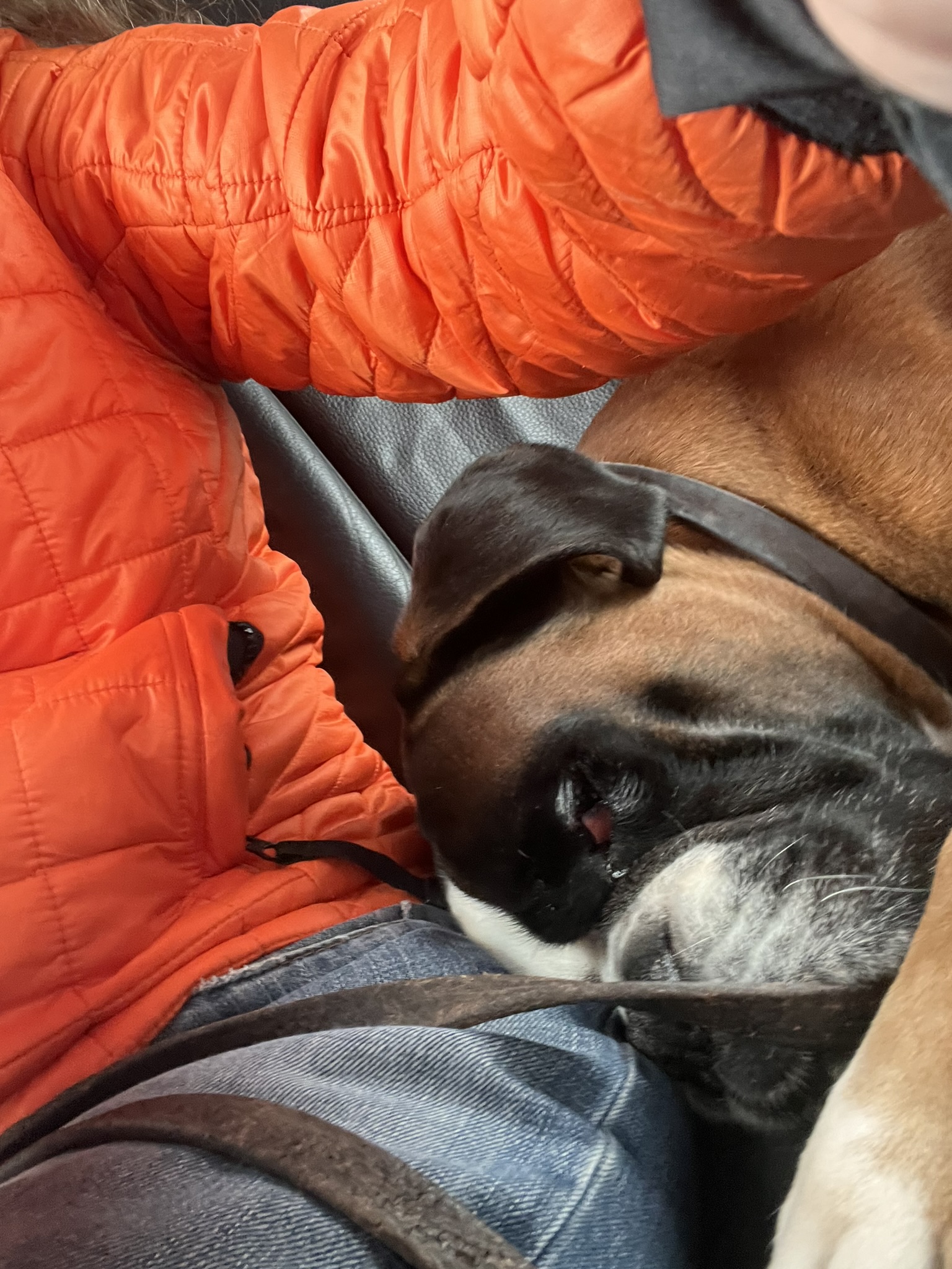 Zu Hause mit Hund Fons Zu Hause mit Hund Fons