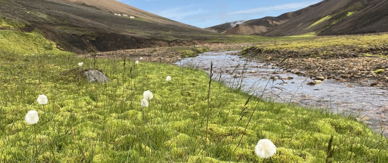 Laugavegur Gruppenreise Anna Rottier - 28. Juli - Landmannalaugar - Wollgras