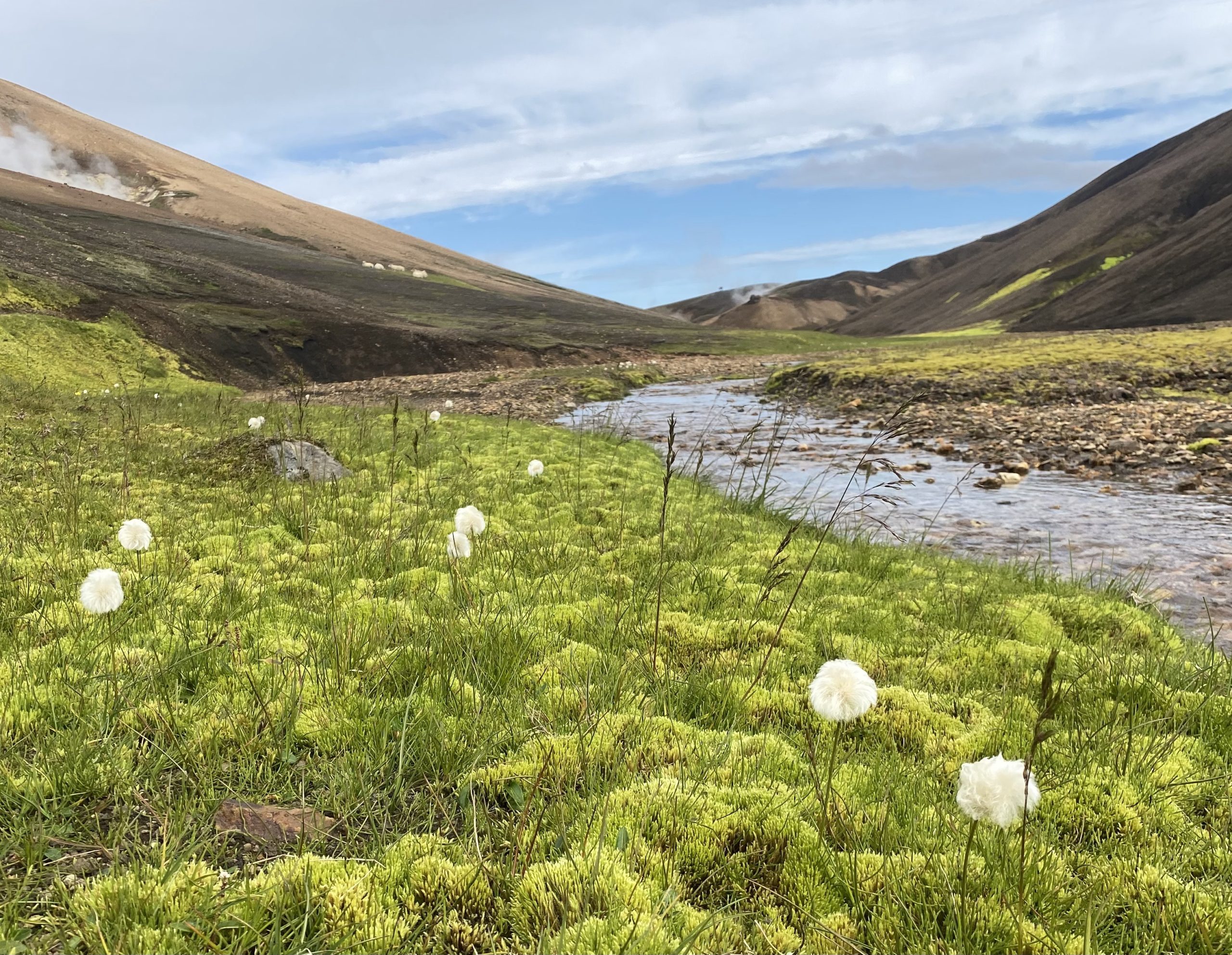 Laugavegur Gruppenreise Anna Rottier - 28. Juli - Landmannalaugar - Wollgras