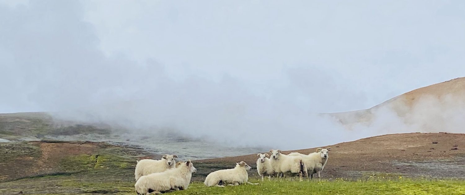 Laugavegur Gruppenreise Anna Rottier - 28. Juli - Landmannalaugar-Schaf