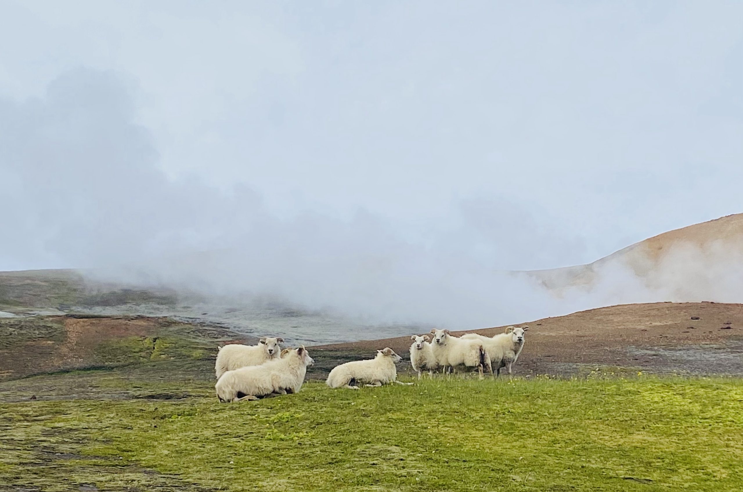 Laugavegur Gruppenreise Anna Rottier - 28. Juli - Landmannalaugar-Schaf