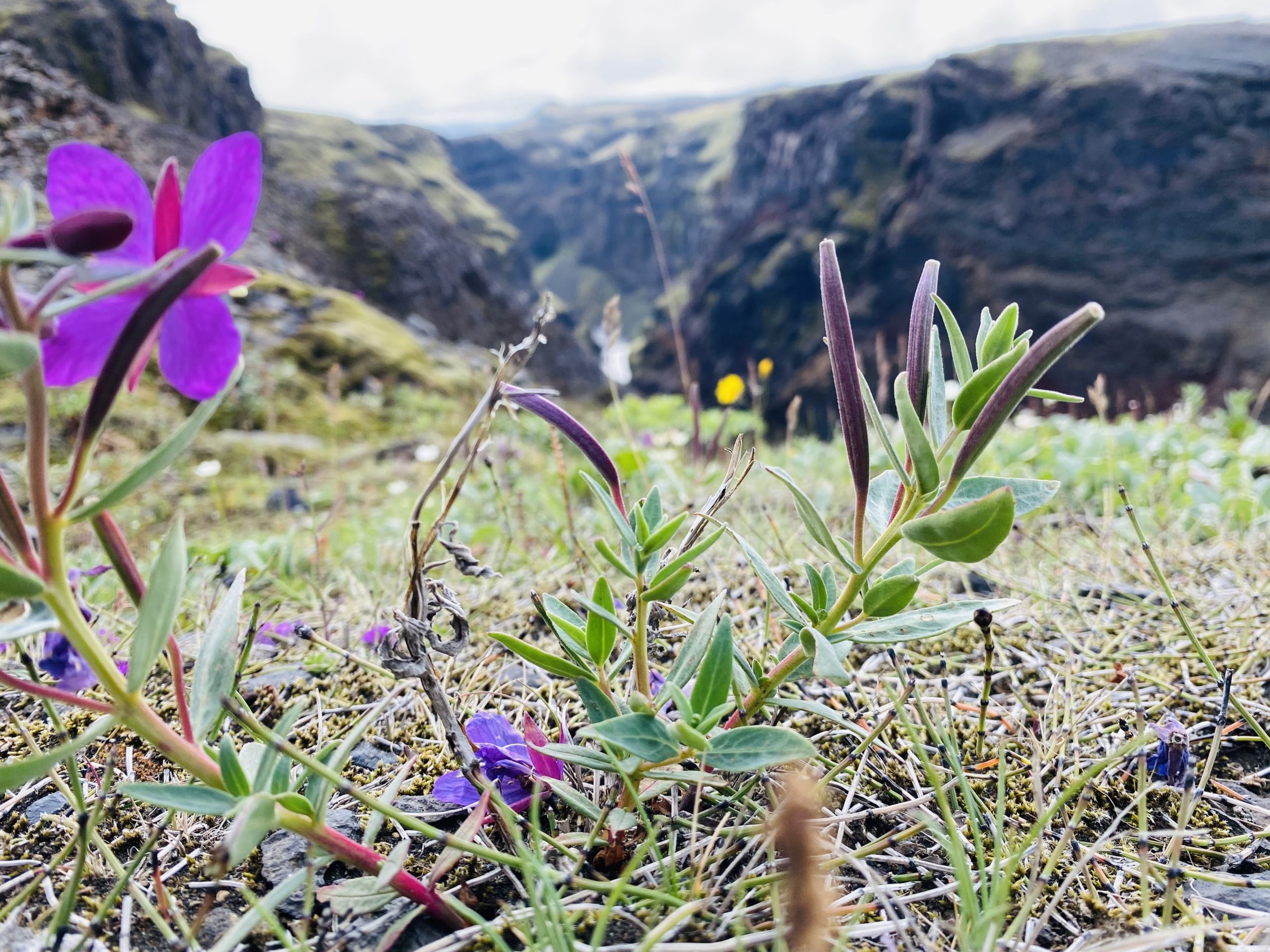 Laugavegur Gruppenreise Anna Rottier - 30. Juli - Blume