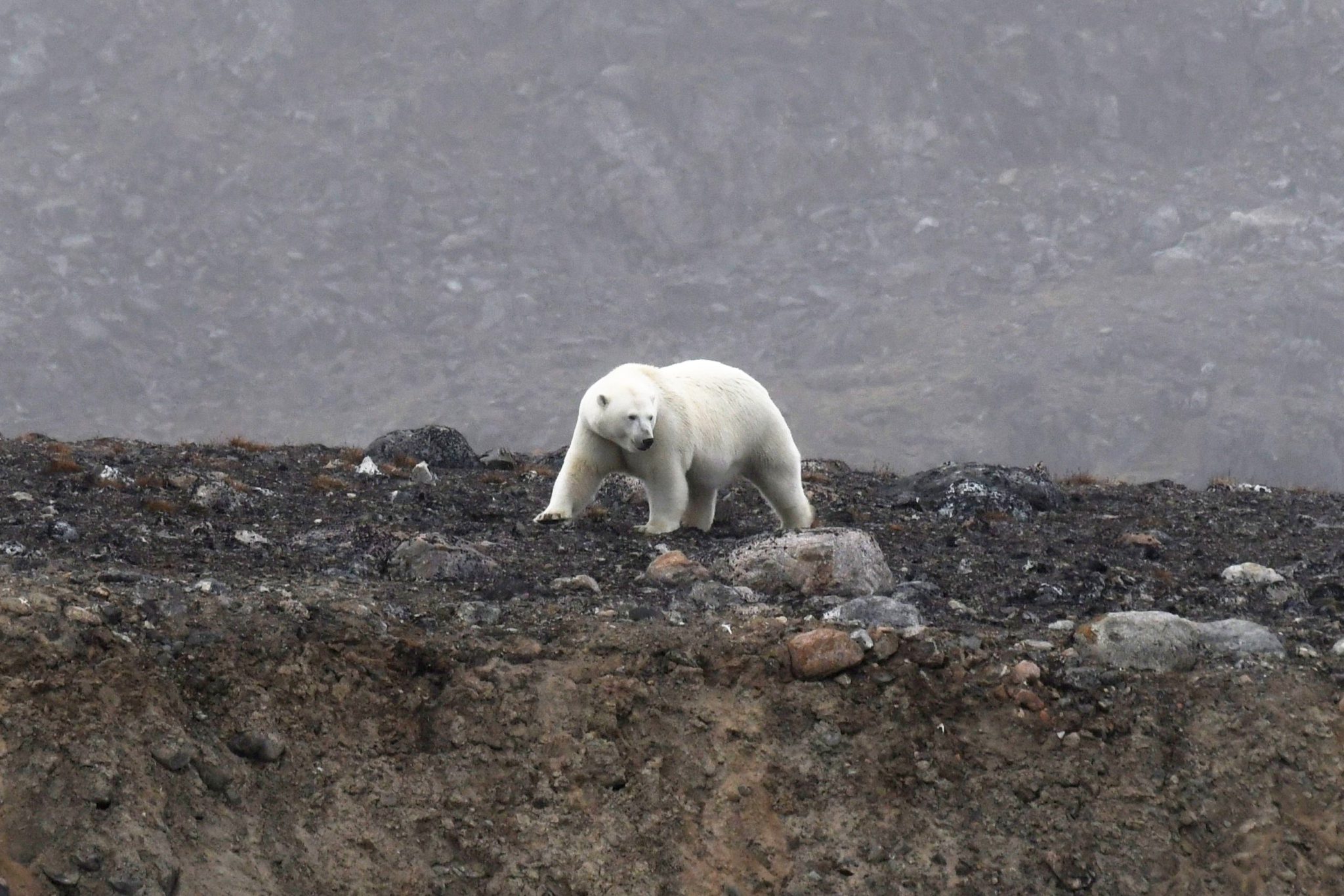 Danskoya ijsbeer, Noord-Spitsbergen