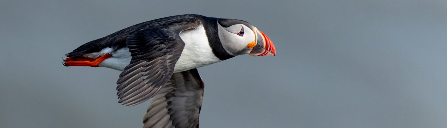 Papegaaiduiker IJsland