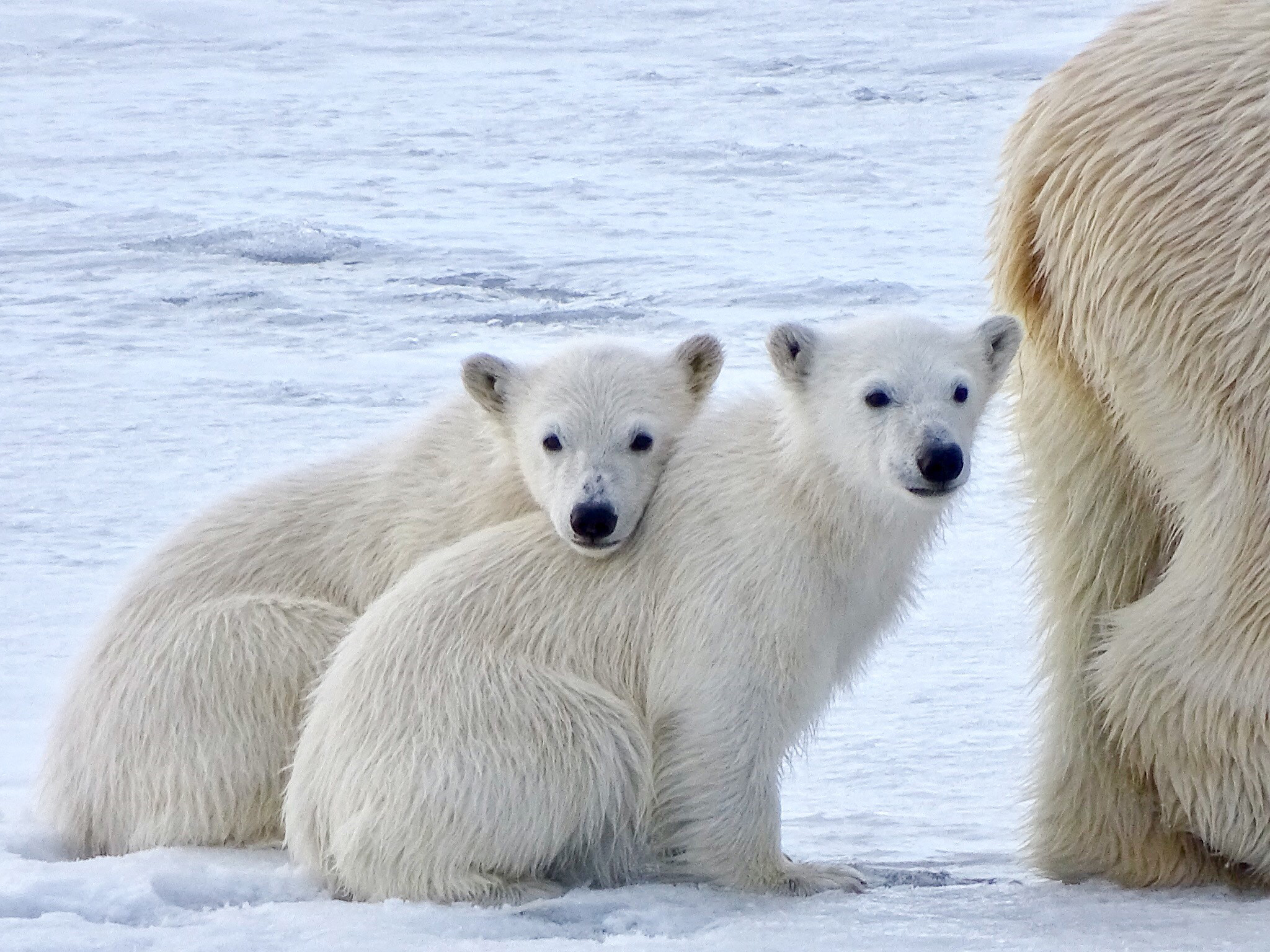 baby ijsberen, Spitsbergen