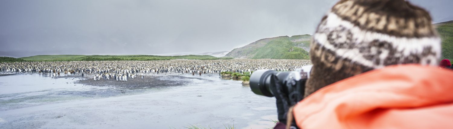South Georgia, Salisbury Plain