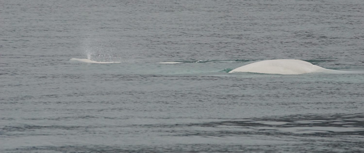 Beluga's gespot