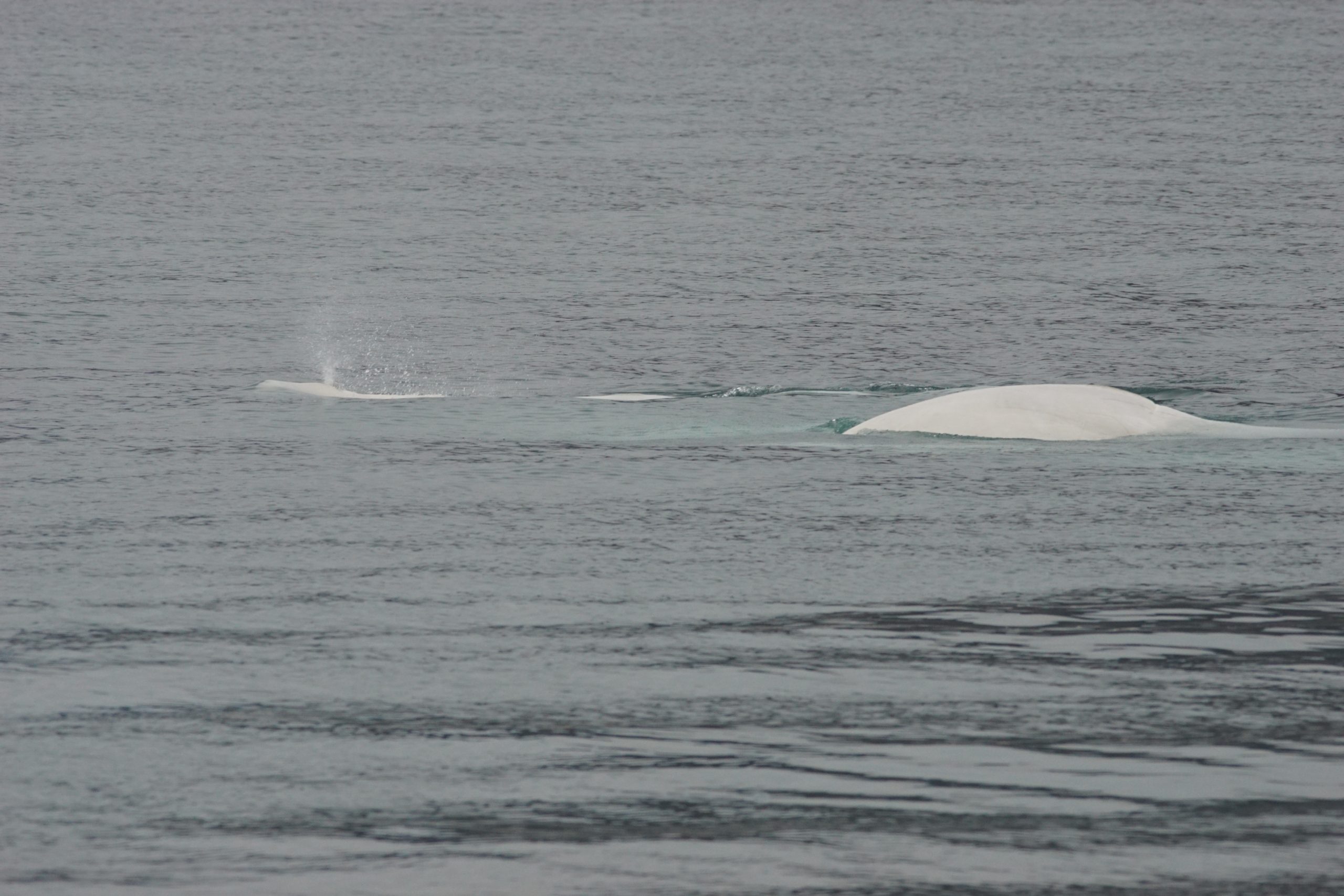 Beluga's gespot