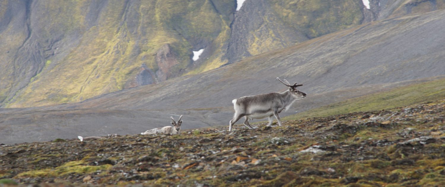 Rendieren bij de Keulenfjord