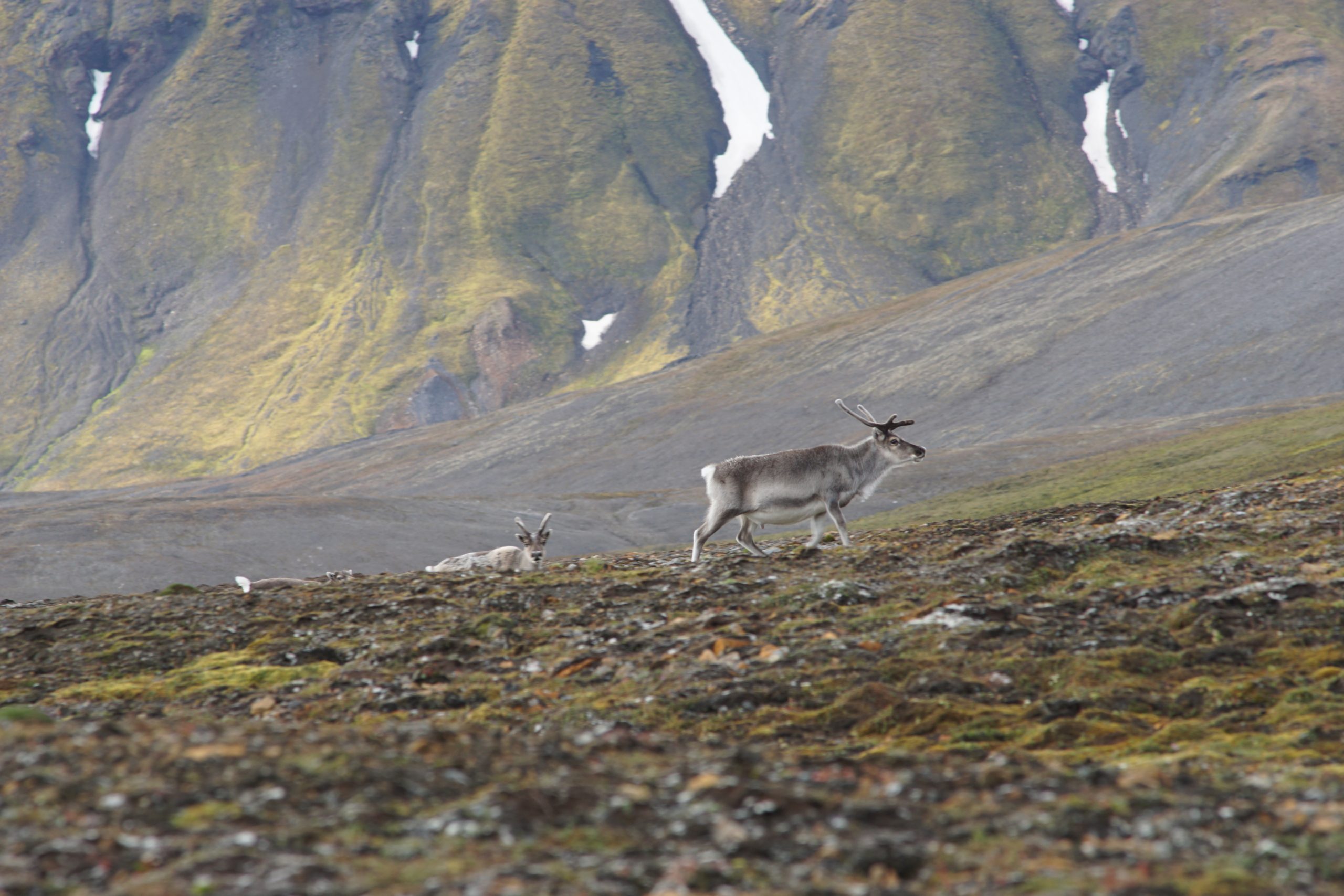 Rendieren bij de Keulenfjord