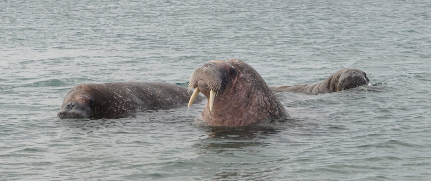 Walrussen bij Sarstangen