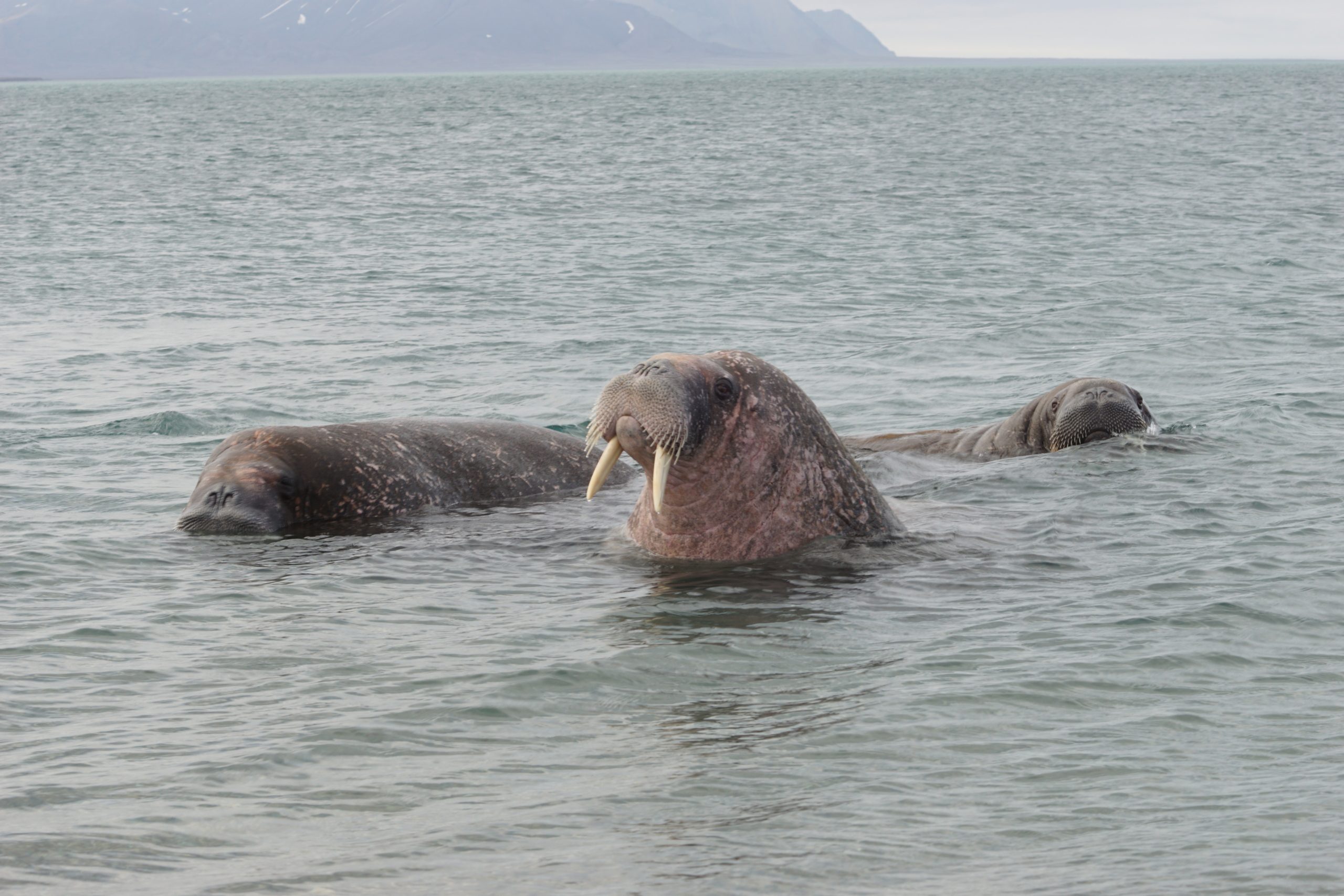 Walrussen bij Sarstangen