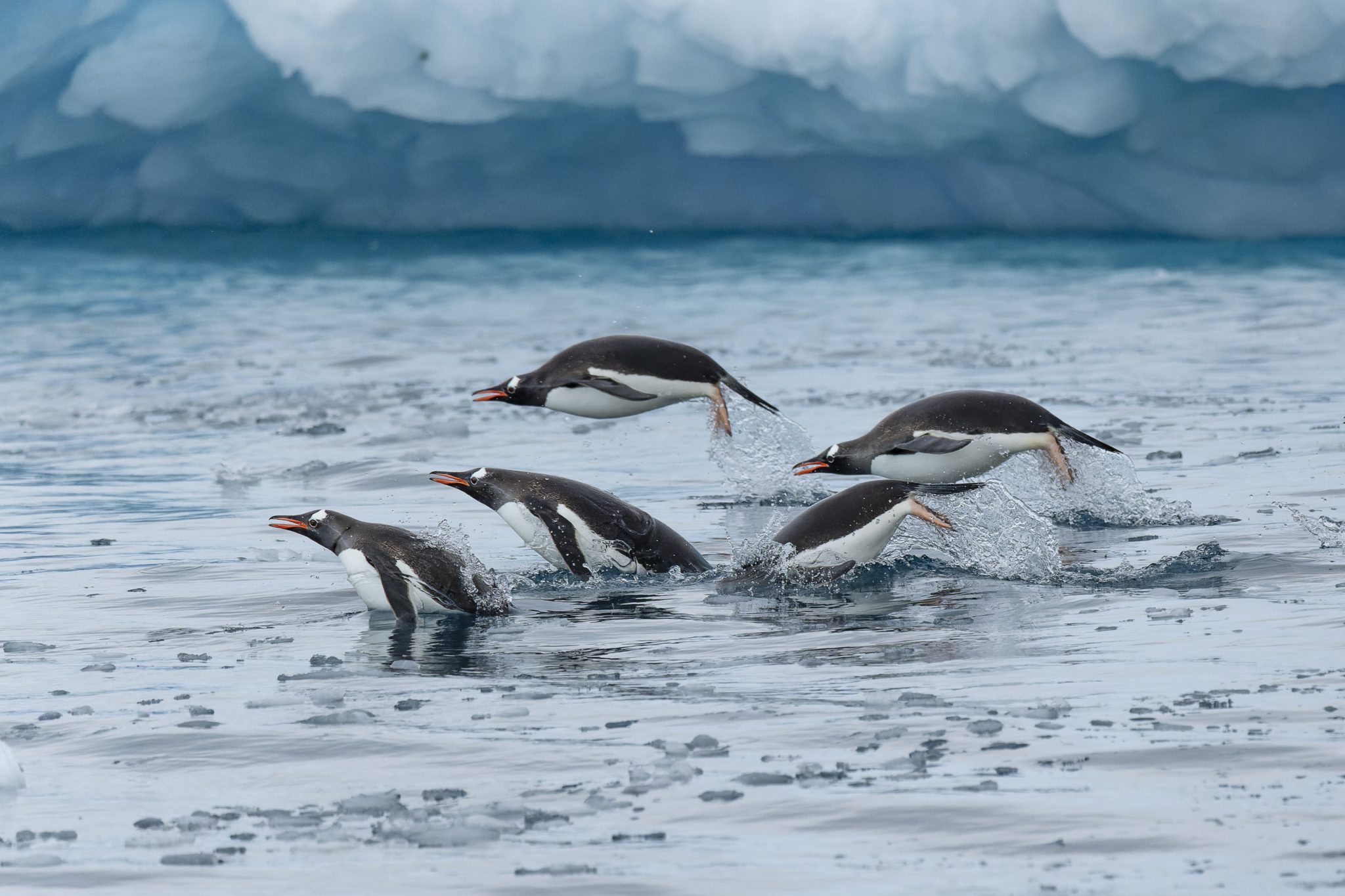 Pinguïns zwemmen in Antarctica