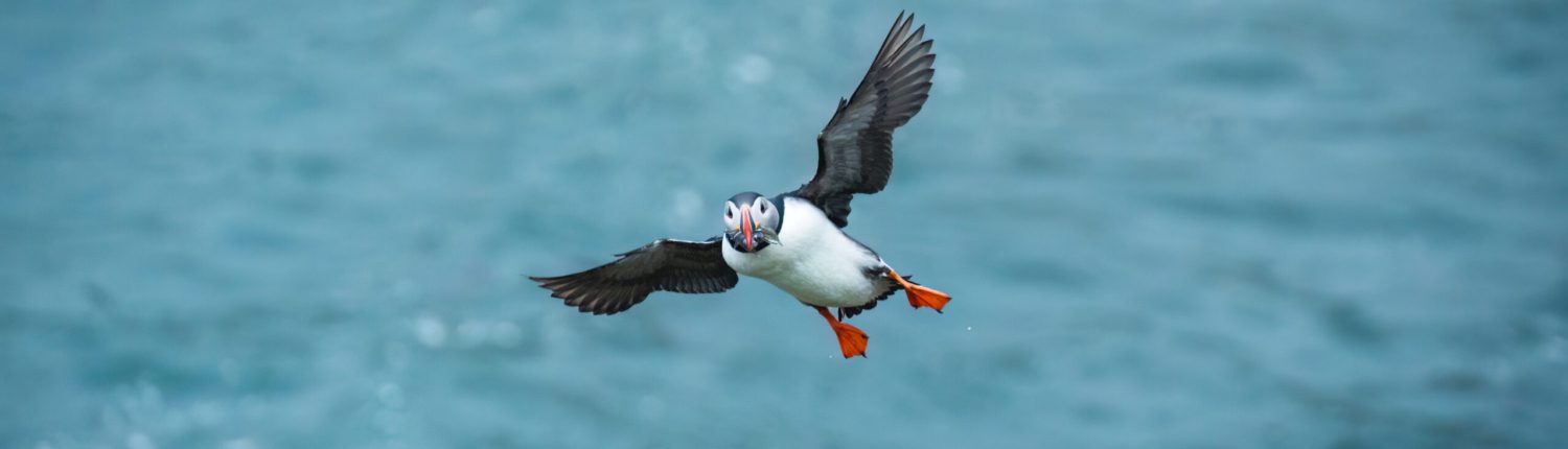 Horses and puffins