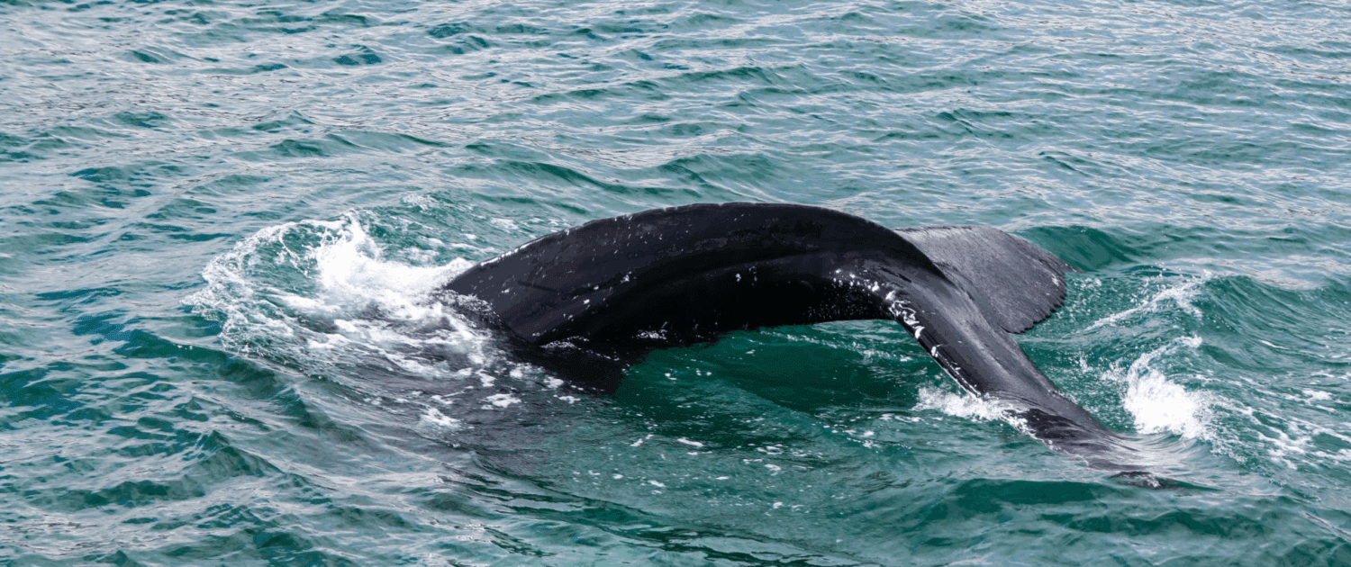 Beste reistijd Walvis spotten
