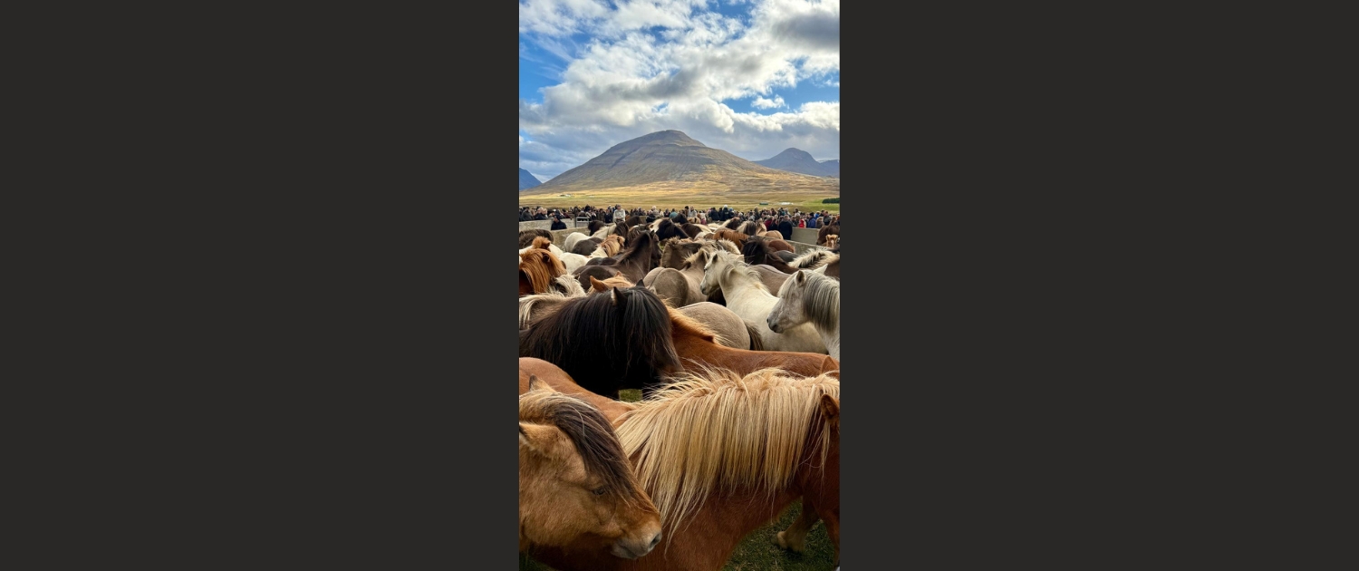 Ciska Taverne - Horse round-up, IJsland
