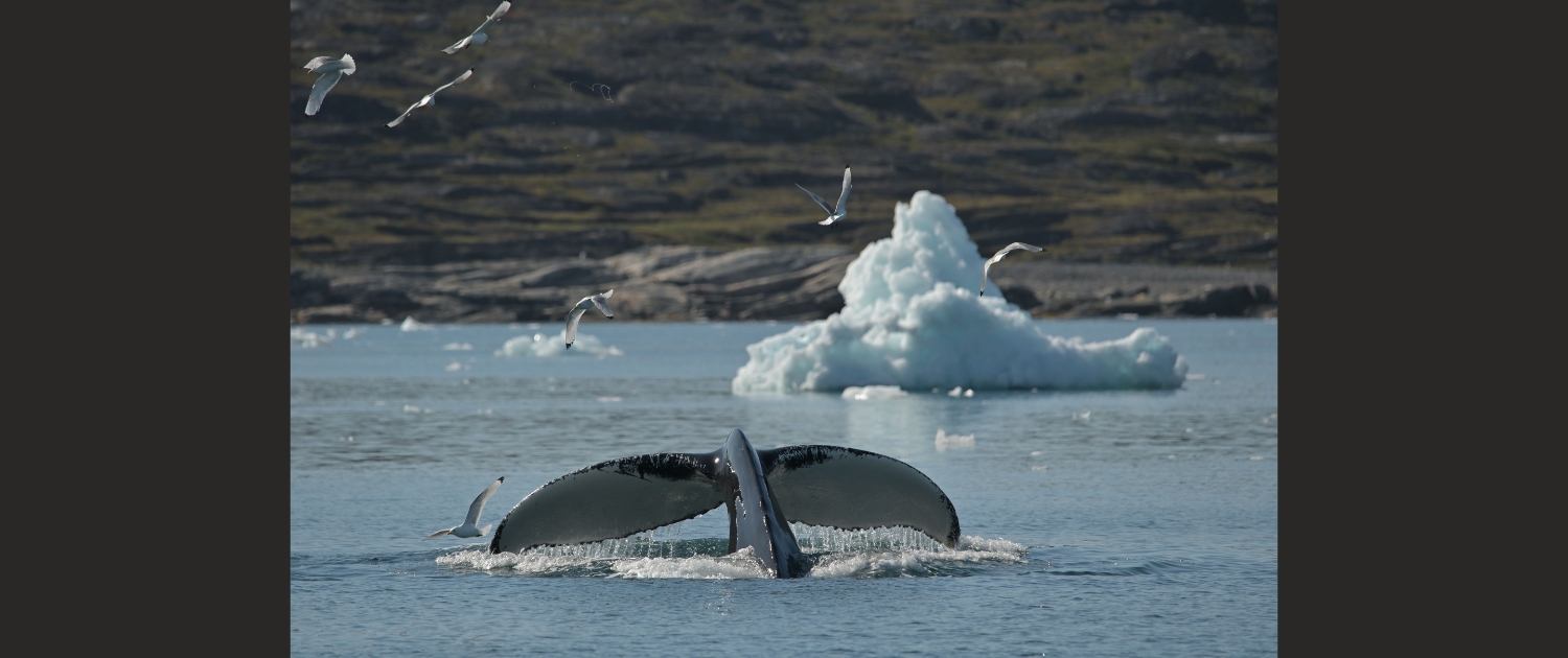 Erwin Hamer - walvissafari Ilulissat, Groenland