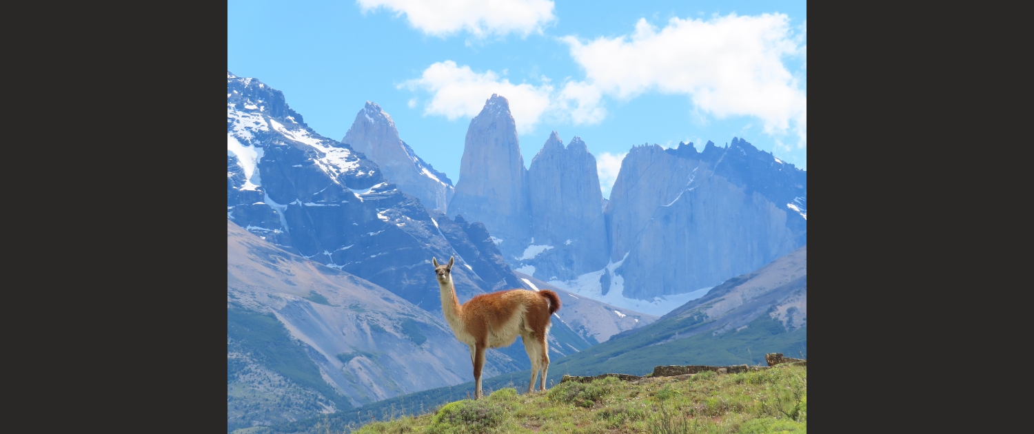 Simon en Elja Janssen - Guanaco voor de Torres, Patagonië